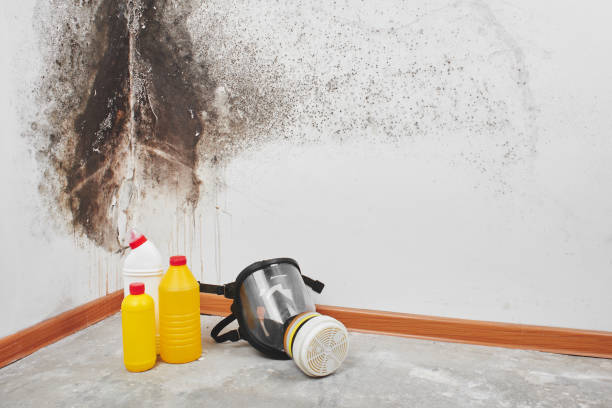 Best Attic Mold Removal  in Meadowbrook, VA