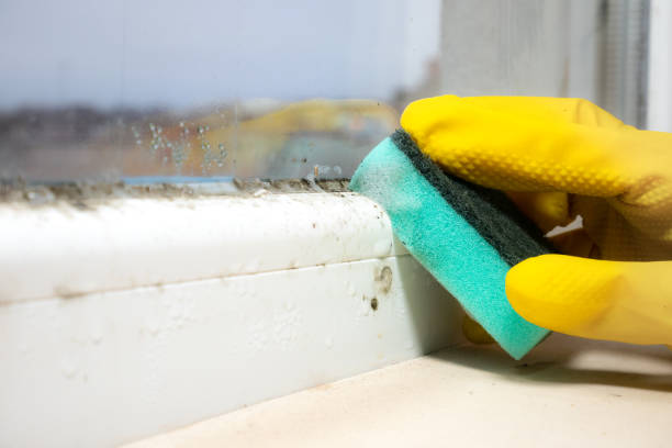Best Black Mold Removal  in Meadowbrook, VA