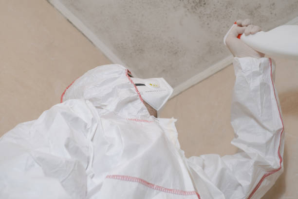 Best Mold Cleaning Services  in Meadowbrook, VA