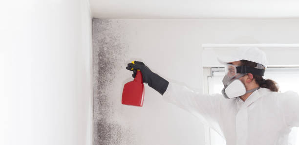 Mold Testing and Removal in Meadowbrook, VA