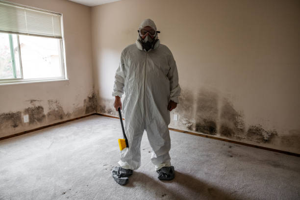 Best Residential Mold Removal  in Meadowbrook, VA
