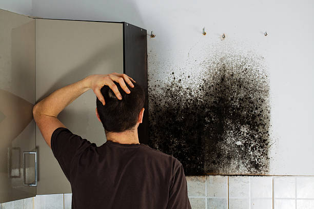 Reliable Meadowbrook, VA Mold Removal Solutions