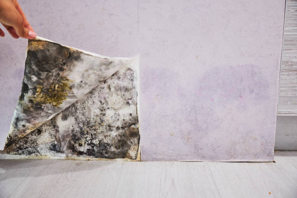 Best Affordable Mold Removal  in Meadowbrook, VA